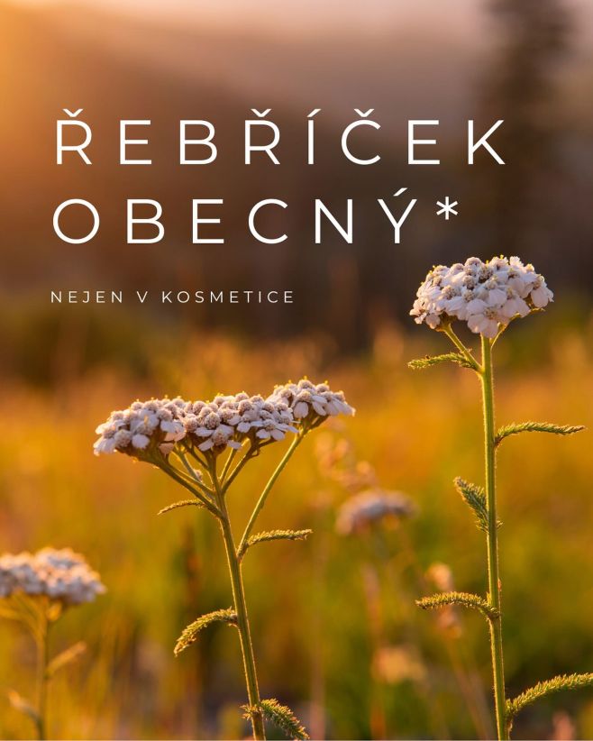 Vědecké jméno rostliny – Achillea, odkazuje na Achilla, hrdinu trójské války. Jeho matka z něj udělala nezranitelného tím,...