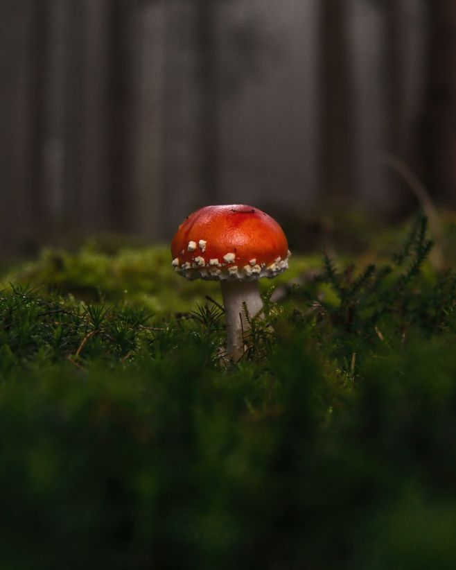 🍄 Taky jste je už v lese potkali? Muchomůrky mají špatnou pověst jedovatých hub, prý však skutečně ovlivňují paranormální...